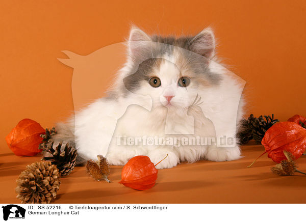 Deutsch Langhaar Ktzchen / German Longhair Cat / SS-52216