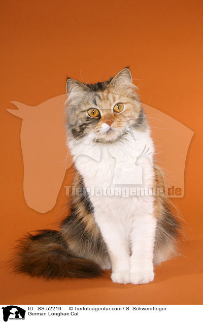 sitzende Deutsch Langhaar / German Longhair Cat / SS-52219