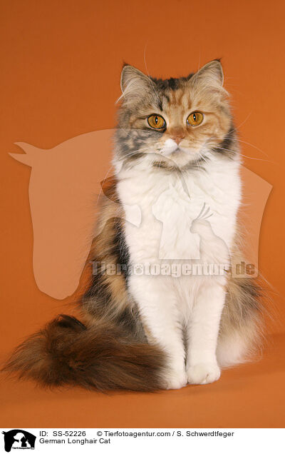 German Longhair Cat / SS-52226