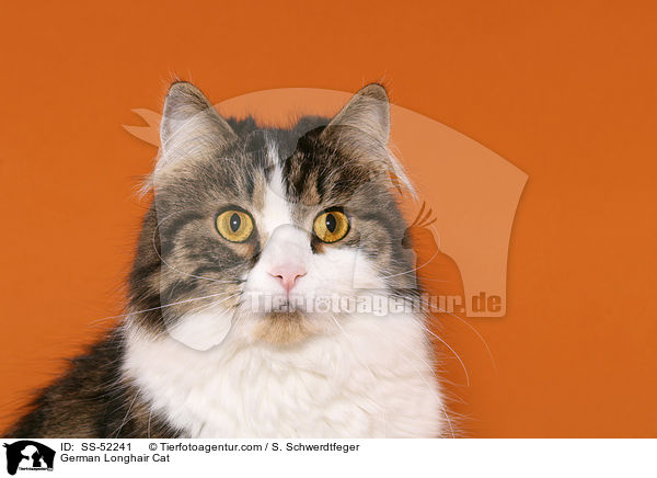Deutsch Langhaar Portrait / German Longhair Cat / SS-52241