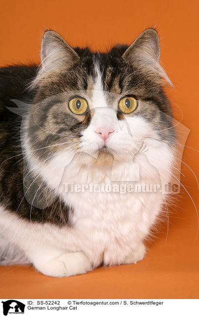 liegende Deutsch Langhaar / German Longhair Cat / SS-52242