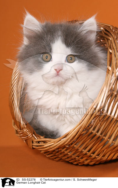 Deutsch Langhaar Ktzchen / German Longhair Cat / SS-52278