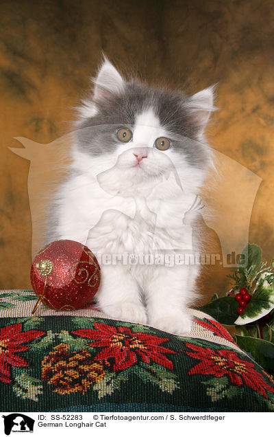 Deutsch Langhaar Ktzchen / German Longhair Cat / SS-52283