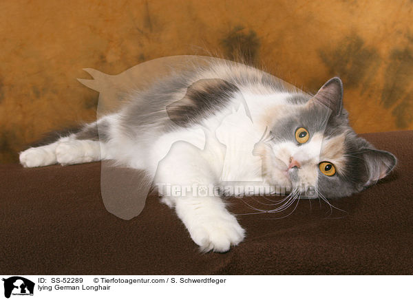liegende Deutsch Langhaar / lying German Longhair / SS-52289