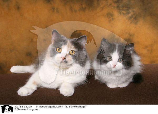 2 Deutsch Langhaar / 2 German Longhair / SS-52295