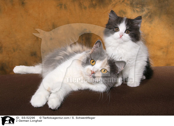 2 Deutsch Langhaar / 2 German Longhair / SS-52296