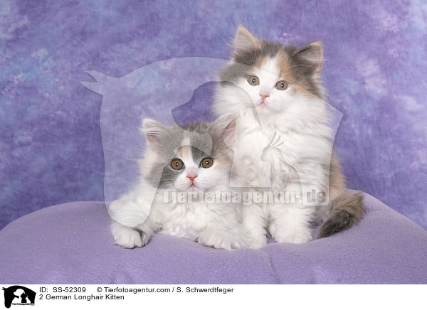 2 Deutsch Langhaar Ktzchen / 2 German Longhair Kitten / SS-52309