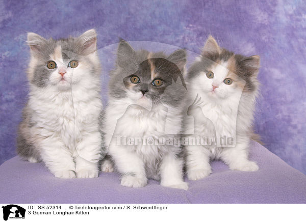 3 Deutsch Langhaar Ktzchen / 3 German Longhair Kitten / SS-52314