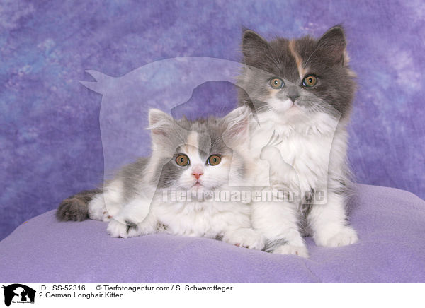 2 Deutsch Langhaar Ktzchen / 2 German Longhair Kitten / SS-52316