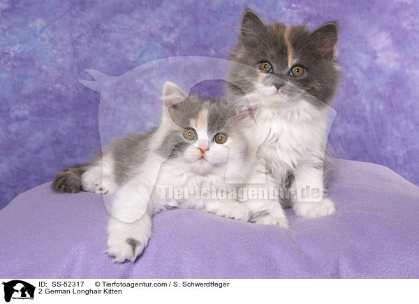 2 Deutsch Langhaar Ktzchen / 2 German Longhair Kitten / SS-52317