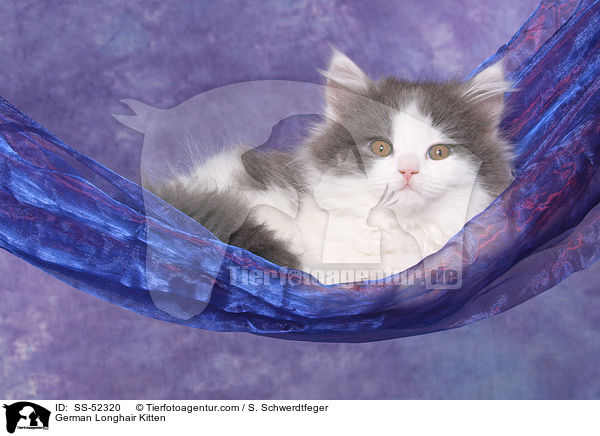 Deutsch Langhaar Ktzchen / German Longhair Kitten / SS-52320