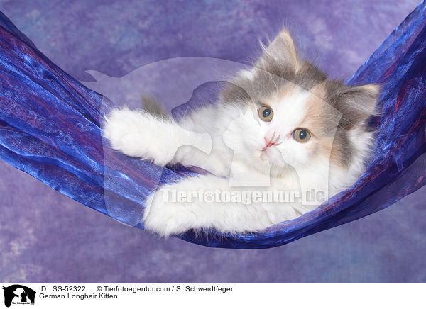 Deutsch Langhaar Ktzchen / German Longhair Kitten / SS-52322
