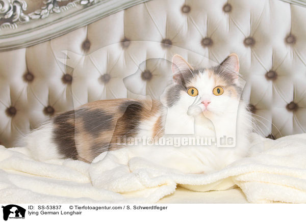 liegende Deutsch Langhaar / lying German Longhair / SS-53837