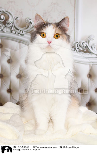 sitzende Deutsch Langhaar / sitting German Longhair / SS-53849