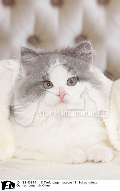 Deutsch Langhaar Ktzchen / German Longhair Kitten / SS-53879