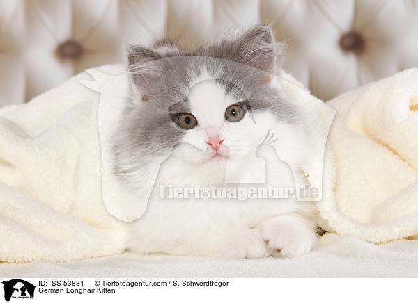 Deutsch Langhaar Ktzchen / German Longhair Kitten / SS-53881