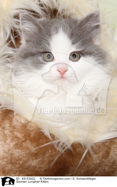 Deutsch Langhaar Ktzchen / German Longhair Kitten / SS-53922