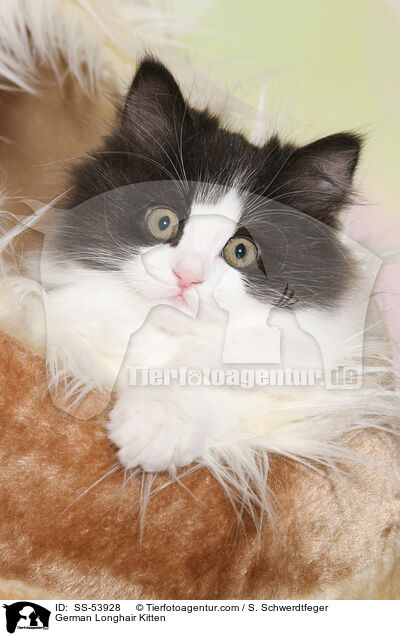 Deutsch Langhaar K�tzchen / German Longhair Kitten / SS-53928