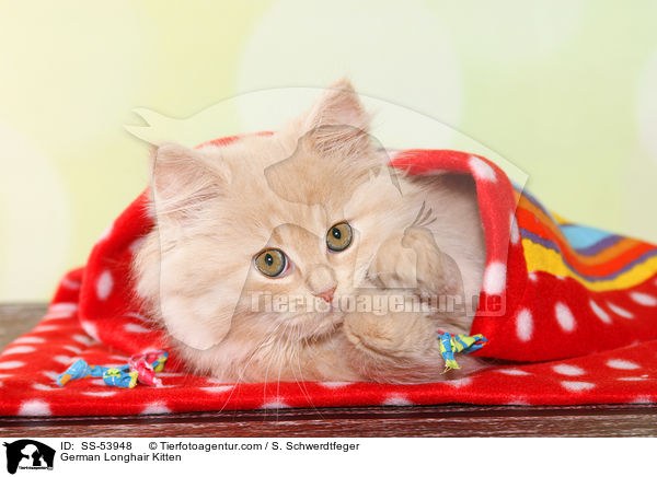 German Longhair Kitten / SS-53948