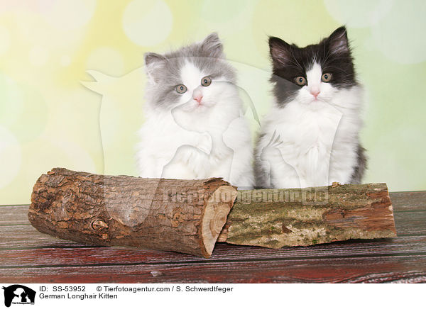 Deutsch Langhaar Ktzchen / German Longhair Kitten / SS-53952