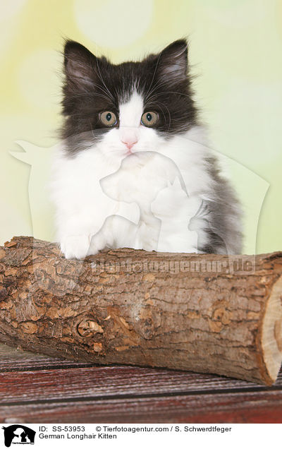 Deutsch Langhaar Ktzchen / German Longhair Kitten / SS-53953