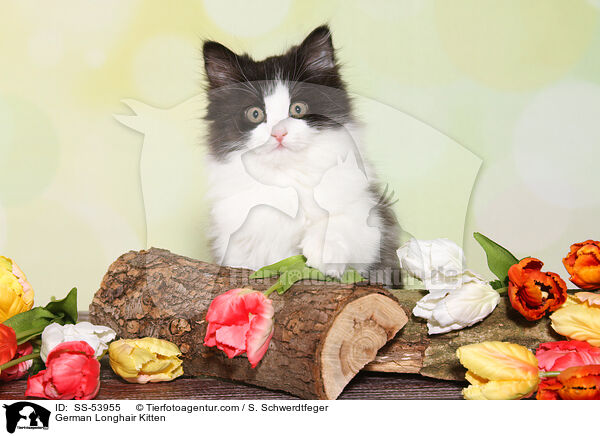 Deutsch Langhaar Ktzchen / German Longhair Kitten / SS-53955