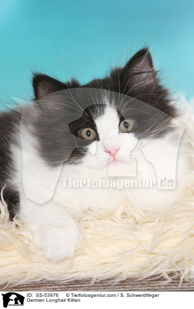 Deutsch Langhaar Ktzchen / German Longhair Kitten / SS-53976