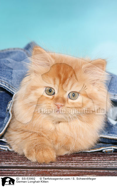 Deutsch Langhaar Ktzchen / German Longhair Kitten / SS-53992