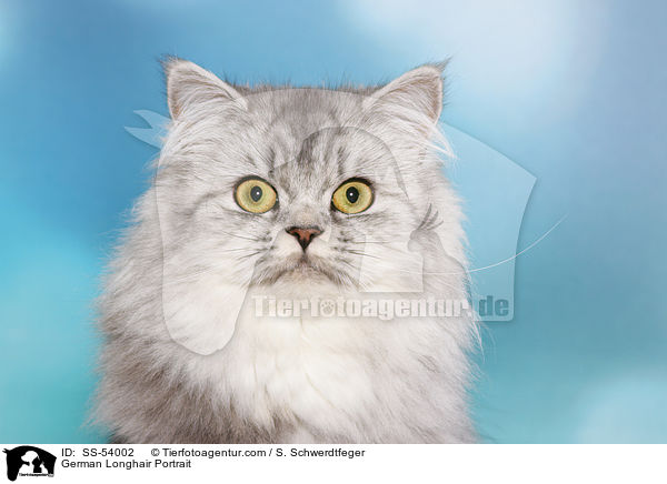 Deutsch Langhaar Portrait / German Longhair Portrait / SS-54002