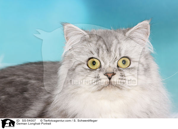 Deutsch Langhaar Portrait / German Longhair Portrait / SS-54007