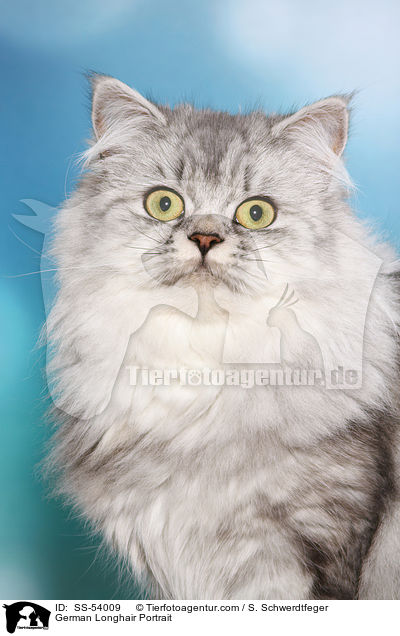 Deutsch Langhaar Portrait / German Longhair Portrait / SS-54009