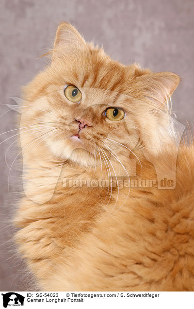 Deutsch Langhaar Portrait / German Longhair Portrait / SS-54023