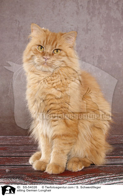 sitzende Deutsch Langhaar / sitting German Longhair / SS-54026