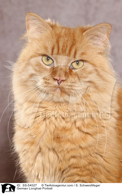 Deutsch Langhaar Portrait / German Longhair Portrait / SS-54027