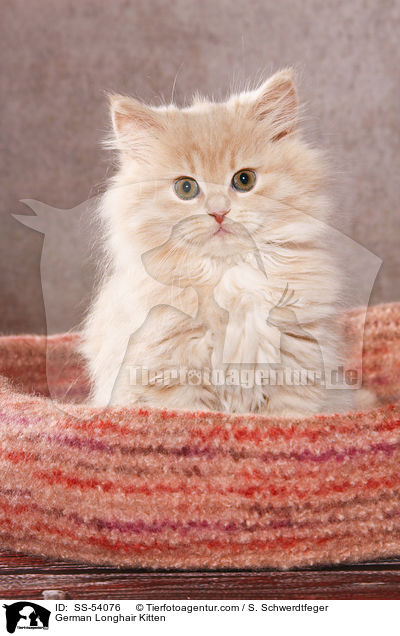 Deutsch Langhaar Ktzchen / German Longhair Kitten / SS-54076