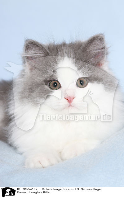 Deutsch Langhaar Ktzchen / German Longhair Kitten / SS-54109