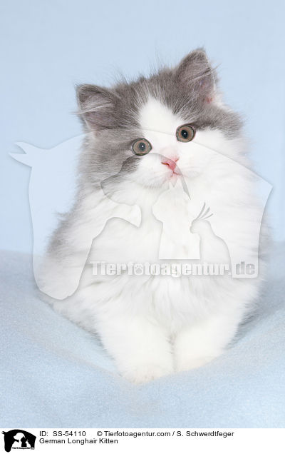 Deutsch Langhaar Ktzchen / German Longhair Kitten / SS-54110