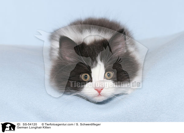 Deutsch Langhaar Ktzchen / German Longhair Kitten / SS-54120
