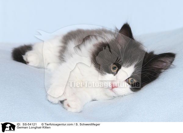 Deutsch Langhaar Ktzchen / German Longhair Kitten / SS-54121