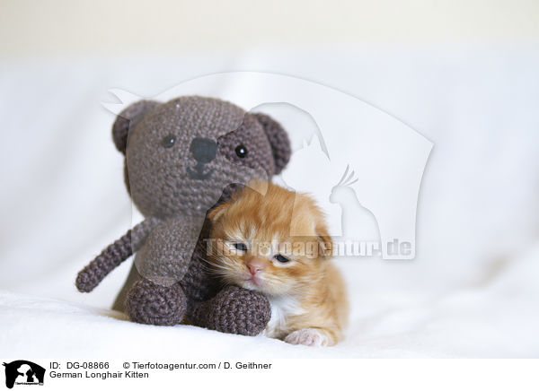 Deutsch Langhaar Ktzchen / German Longhair Kitten / DG-08866