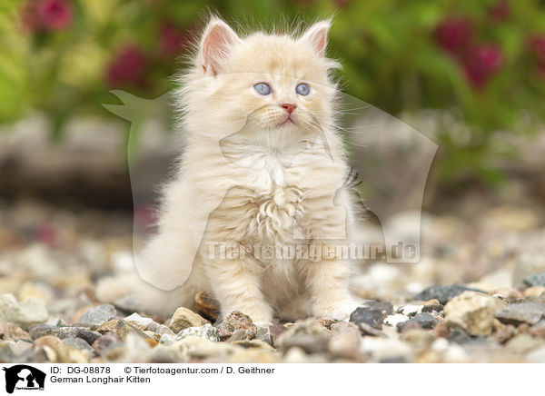 Deutsch Langhaar Ktzchen / German Longhair Kitten / DG-08878