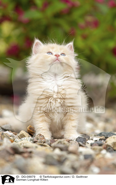 Deutsch Langhaar Ktzchen / German Longhair Kitten / DG-08879