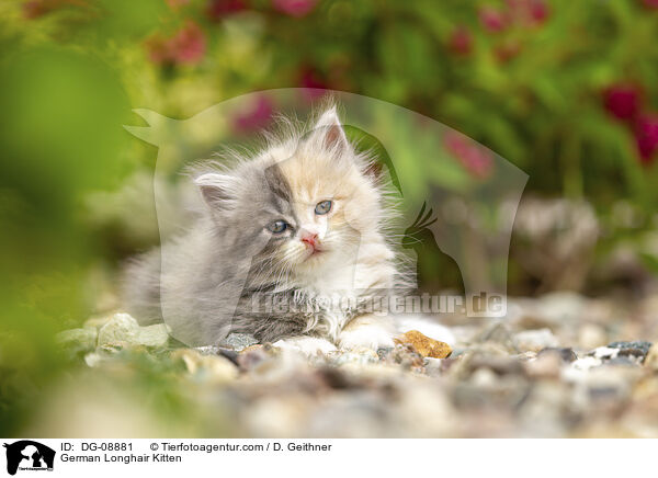 Deutsch Langhaar Ktzchen / German Longhair Kitten / DG-08881