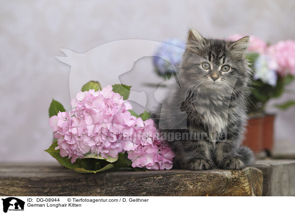 Deutsch Langhaar Ktzchen / German Longhair Kitten / DG-08944