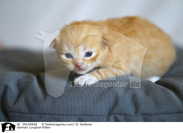 Deutsch Langhaar Ktzchen / German Longhair Kitten / DG-08948
