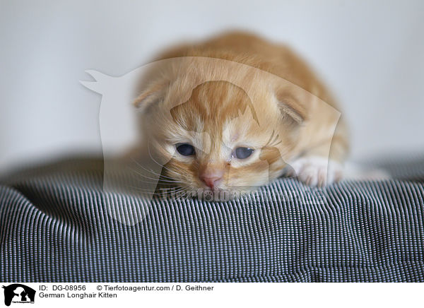 Deutsch Langhaar Ktzchen / German Longhair Kitten / DG-08956