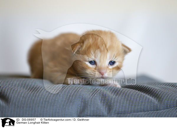 Deutsch Langhaar Ktzchen / German Longhair Kitten / DG-08957