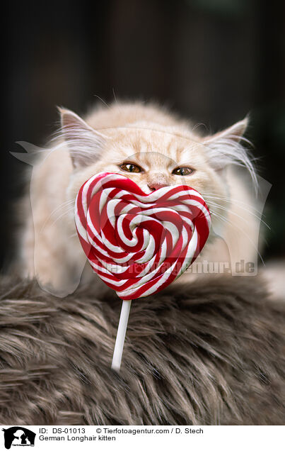 Deutsch Langhaar K�tzchen / German Longhair kitten / DS-01013