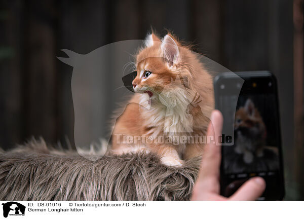 German Longhair kitten / DS-01016