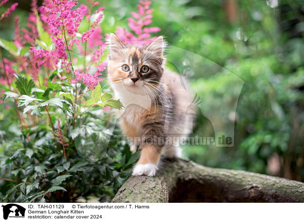 German Longhair Kitten / TAH-01129